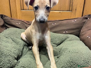 Italian Greyhound dogs - Advert 28