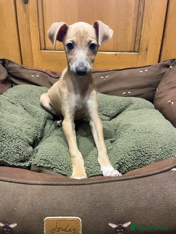 Italian Greyhound dogs - Advert 1