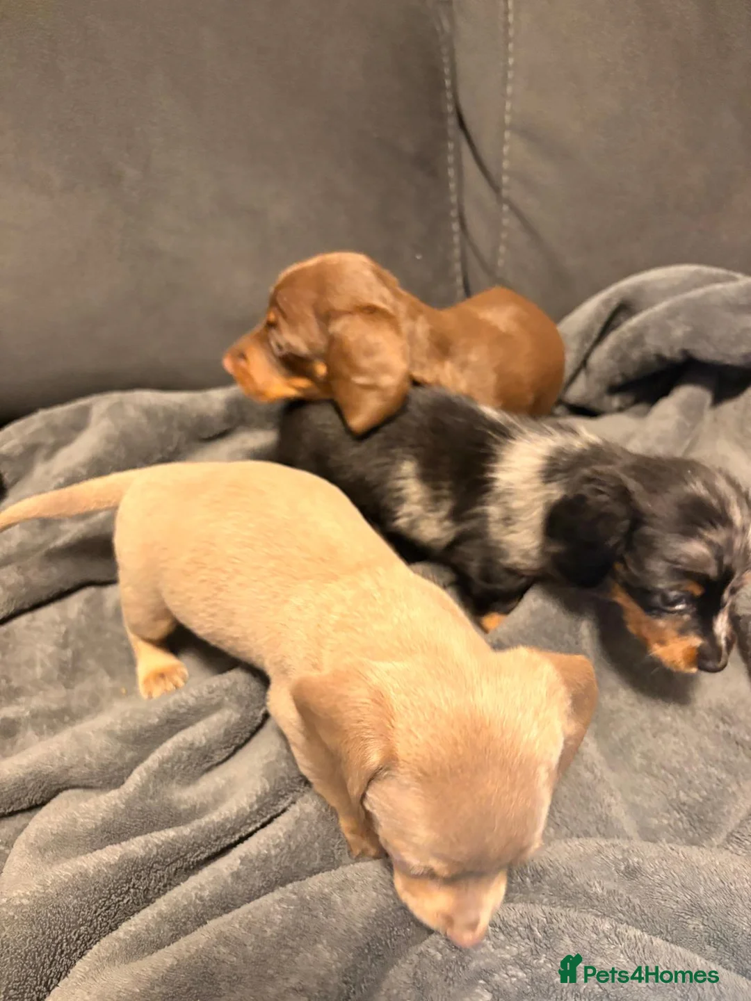 Miniature Dachshund dogs for sale: READY to GO FULL Vac Mini Dachshund smooth  - Advert 4