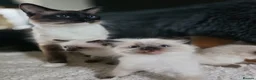 Ragdoll cats for sale: Gorgeous Ragdoll Kittens - Advert 10