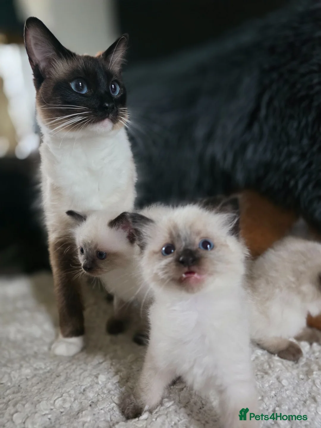 Ragdoll cats for sale: Gorgeous Ragdoll Kittens - Advert 10