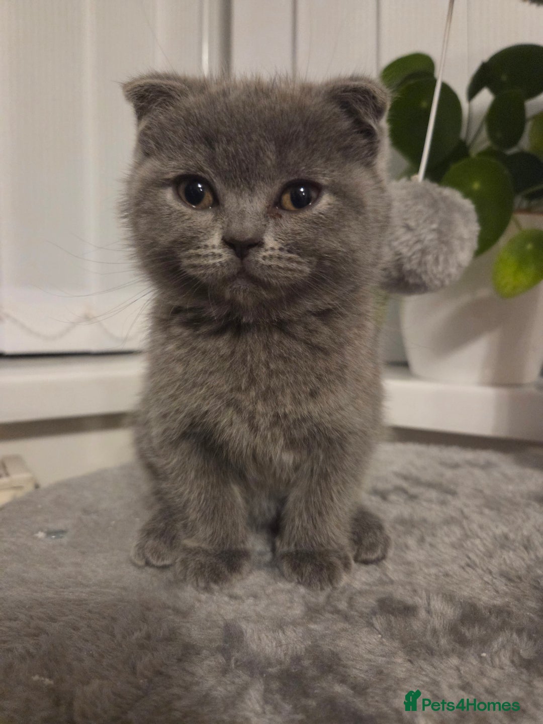Scottish Fold cats for sale: Scotish fold/straight kittens 😸  - Advert 4