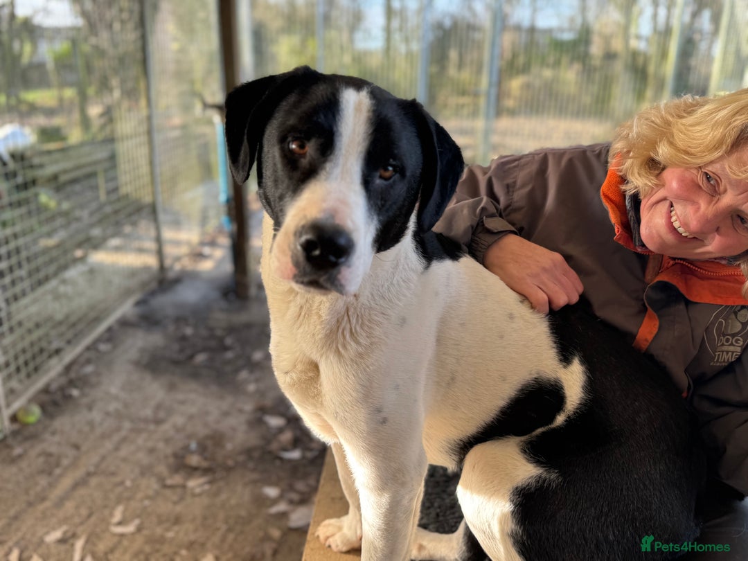 Mixed Breed dogs for adoption: LUCA – TWO YEARS WAITING FOR SOMEONE TO CARE 🐾 - Advert 14