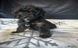 Cockapoo dogs for sale: Cockapoo puppies for sale  - Advert 20