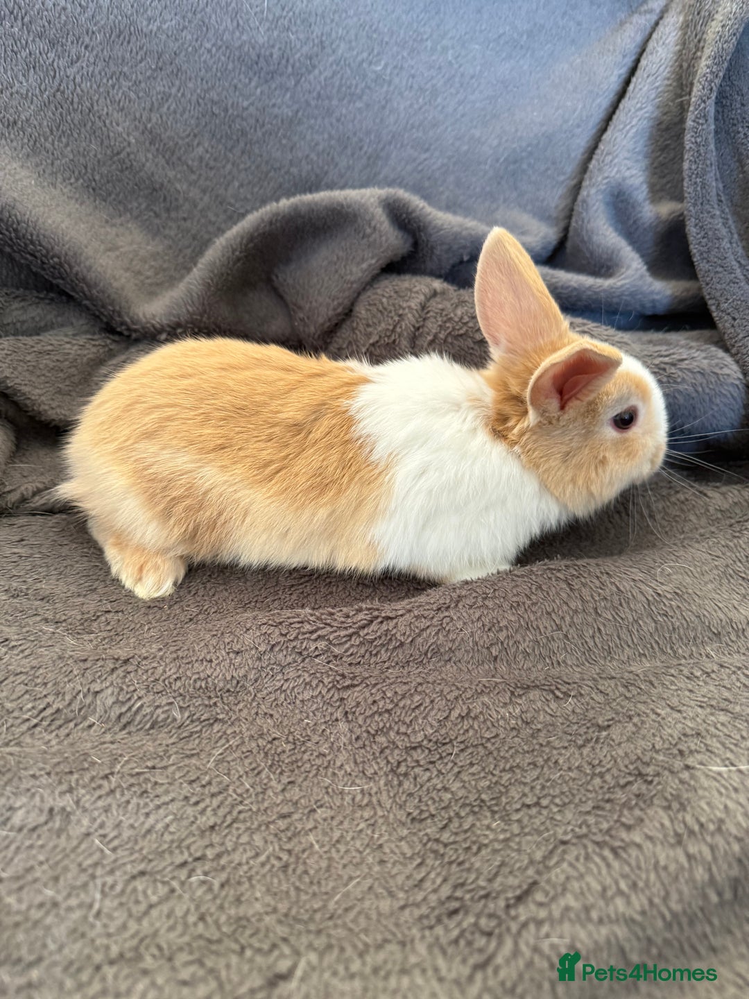 Mixed Breed rabbits for sale: Beautiful friendly baby bunnies ready in 4 weeks  - Advert 6