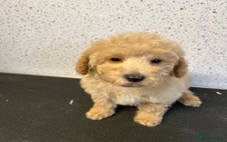 Toy Poodle dogs for sale: Stunning litter of toy poodle puppies  - Image 5