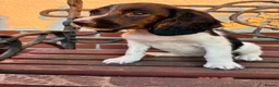 English Springer Spaniel dogs for sale: Beautiful springer spaniel puppies  - Advert 7
