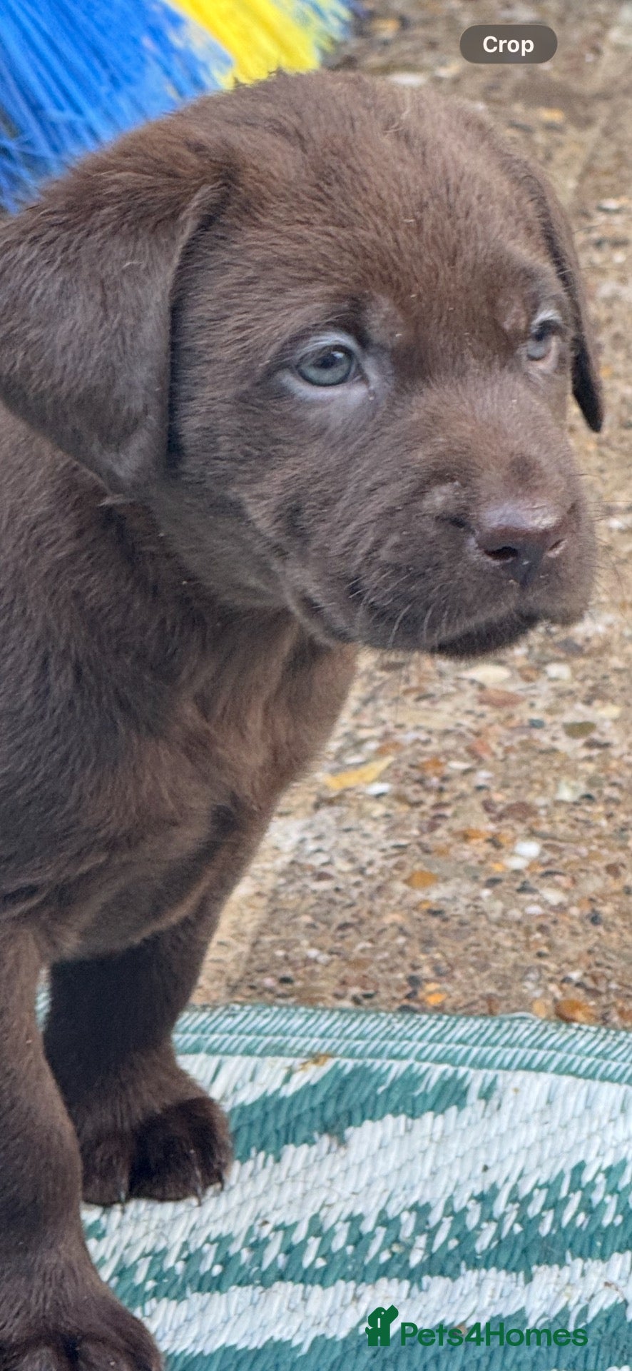 Labrador Retriever dogs Chunky chocolate Labrador puppies  - Advert 2