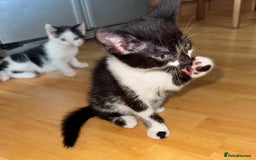 Mixed Breed cats for sale: 5 Beautiful Black & White Kittens Available  - Image 13