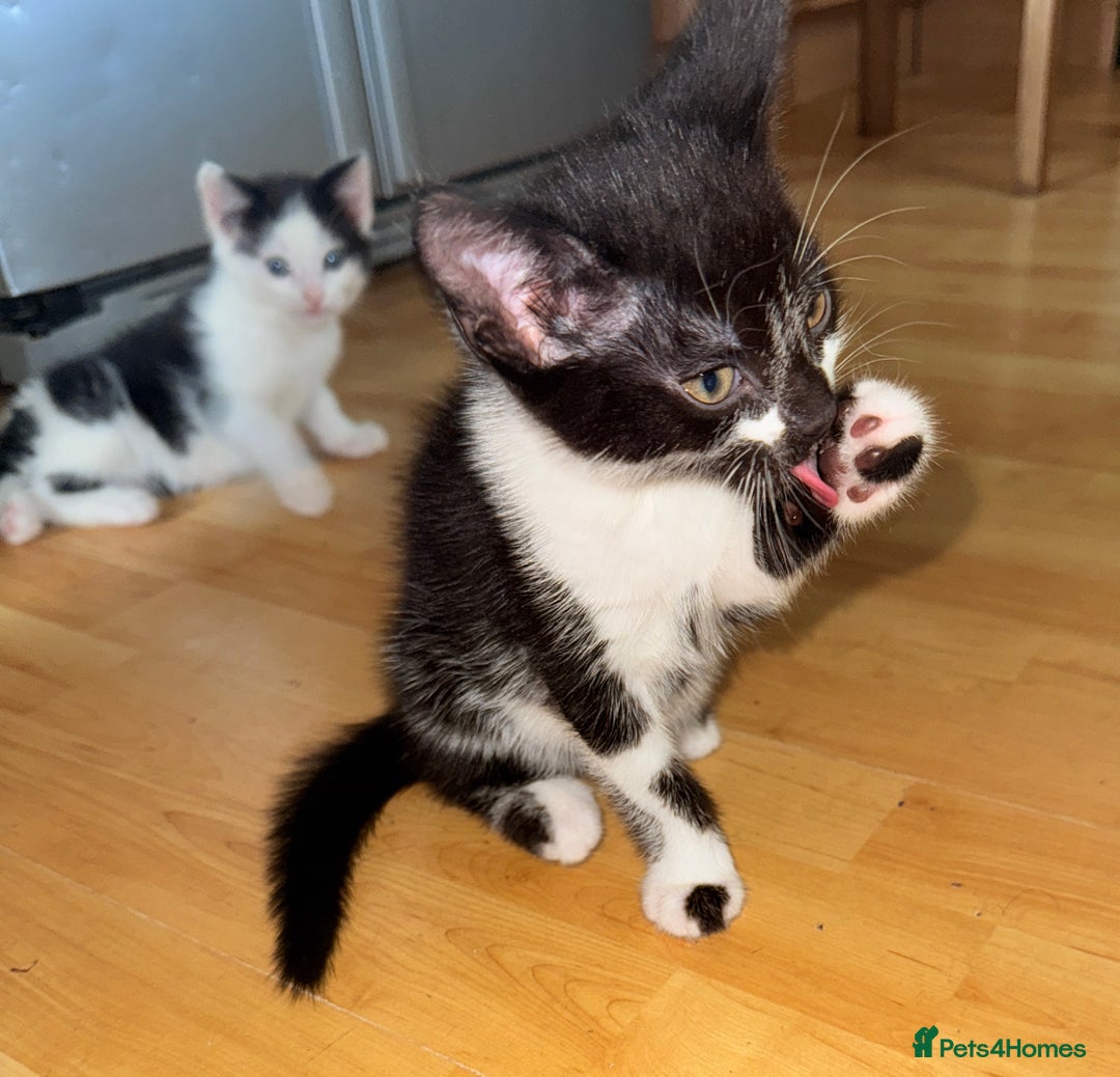 Mixed Breed cats for sale: 5 Beautiful Black & White Kittens Available  - Image 13