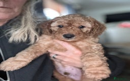 Cockapoo dogs for sale: Cockapoo puppies in Preston - Image 5