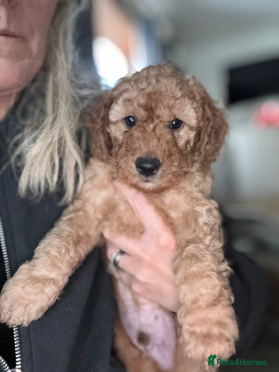Cockapoo dogs for sale: Cockapoo puppies in Preston - Image 5