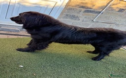 Mixed Breed dogs for sale: Beautiful Newfoundland X Golden Retriever Girl - Image 11