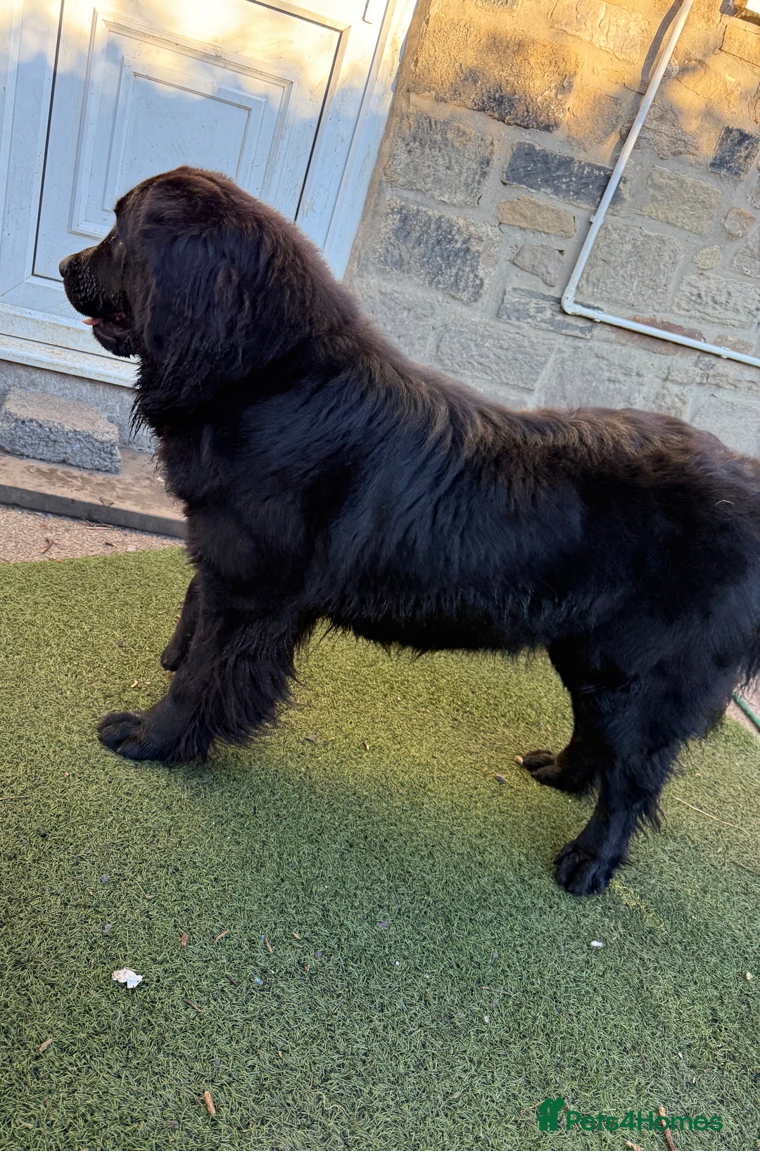 Mixed Breed dogs for sale: Beautiful Newfoundland X Golden Retriever Girl - Image 11