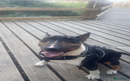 English Bull Terrier dogs for sale: English Bull Terrier - Image 4