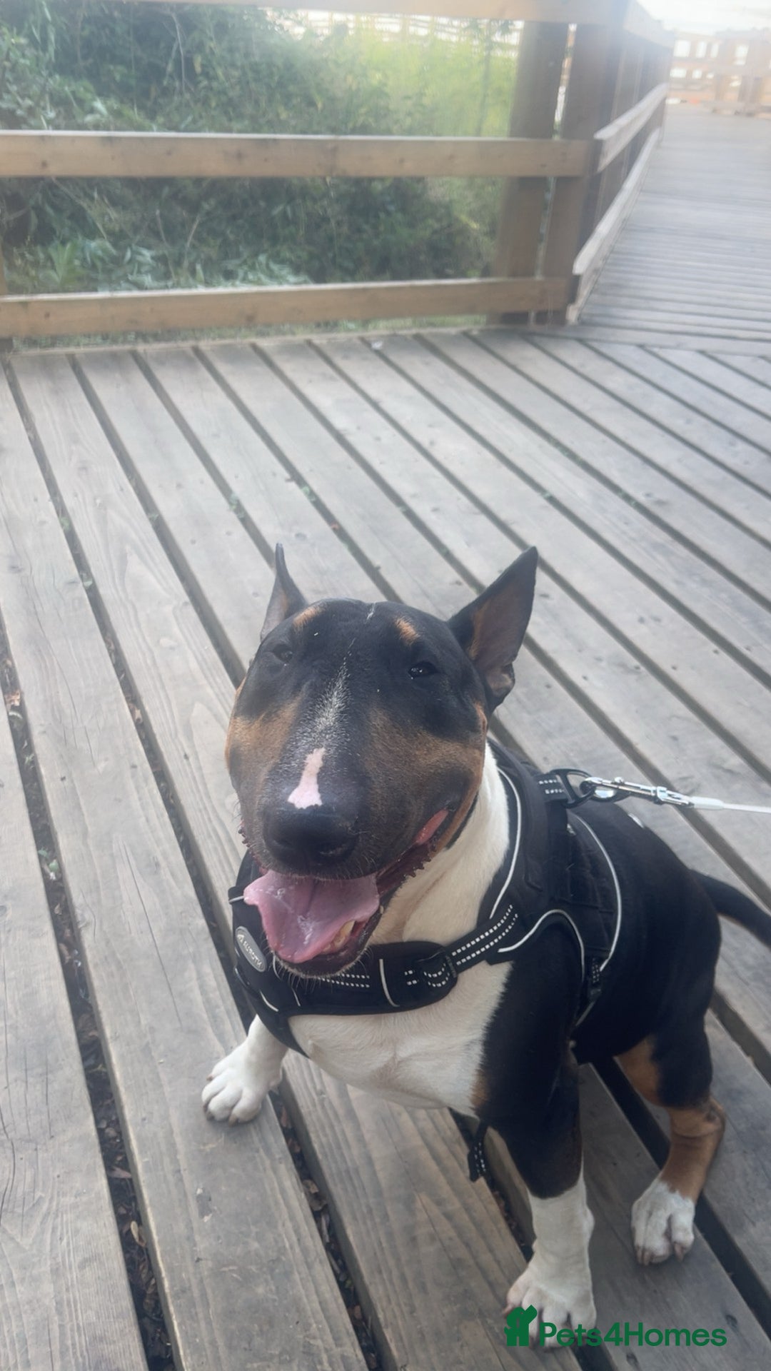 English Bull Terrier dogs for sale: English Bull Terrier - Image 4