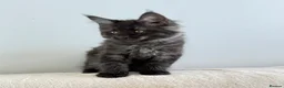 Maine Coon cats for sale:     Stunning Purebred Maine Coon Kitten - Advert 24