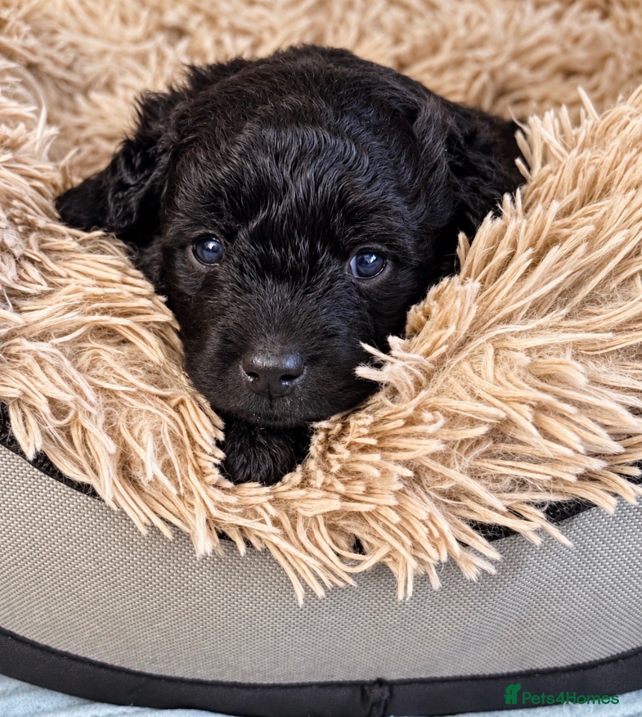 Jackapoo dogs 🐾 Beautiful F1B Jackapoo Boy – Home Reared - Advert 13