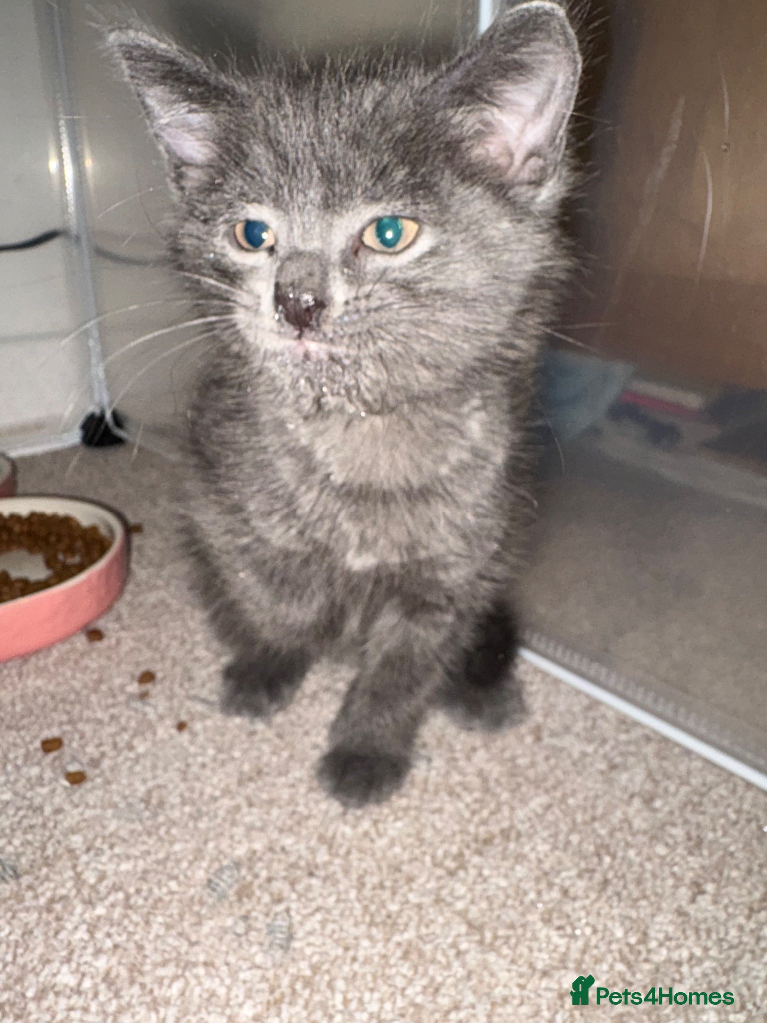 Ragdoll cats 💙 Last blue ragdoll x DSH boy  - Advert 1