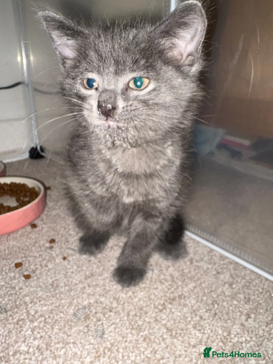 Ragdoll cats for sale: 💙 Last blue ragdoll x DSH boy  - Advert 1