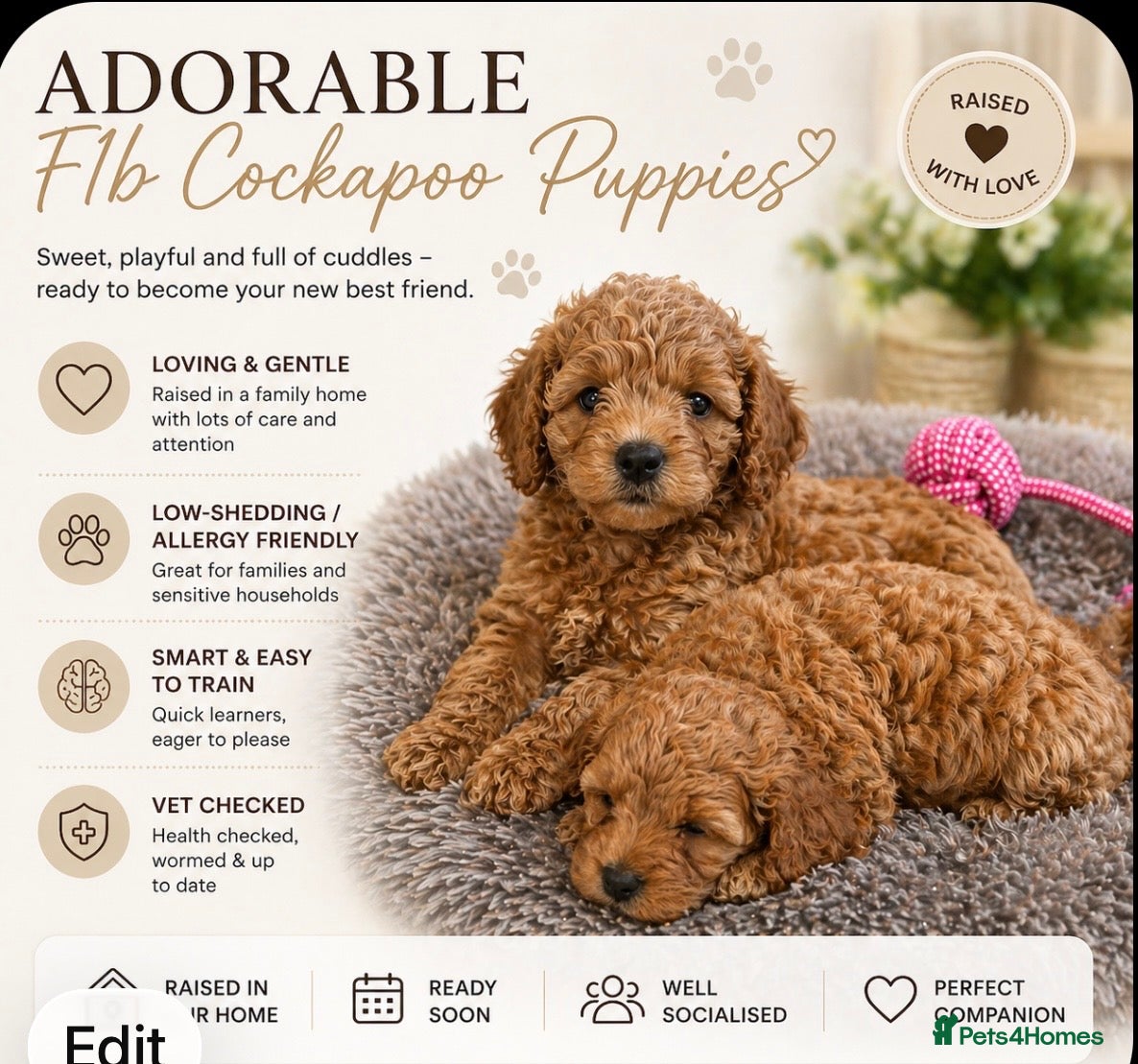 Cockapoo dogs Beautiful F1B cockapoo puppies - Advert 16