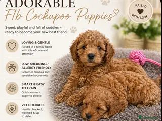 Cockapoo dogs Beautiful F1B cockapoo puppies - Advert 16