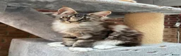 Maine Coon cats for sale: Only 1 boy left in King's Lynn - Advert 2