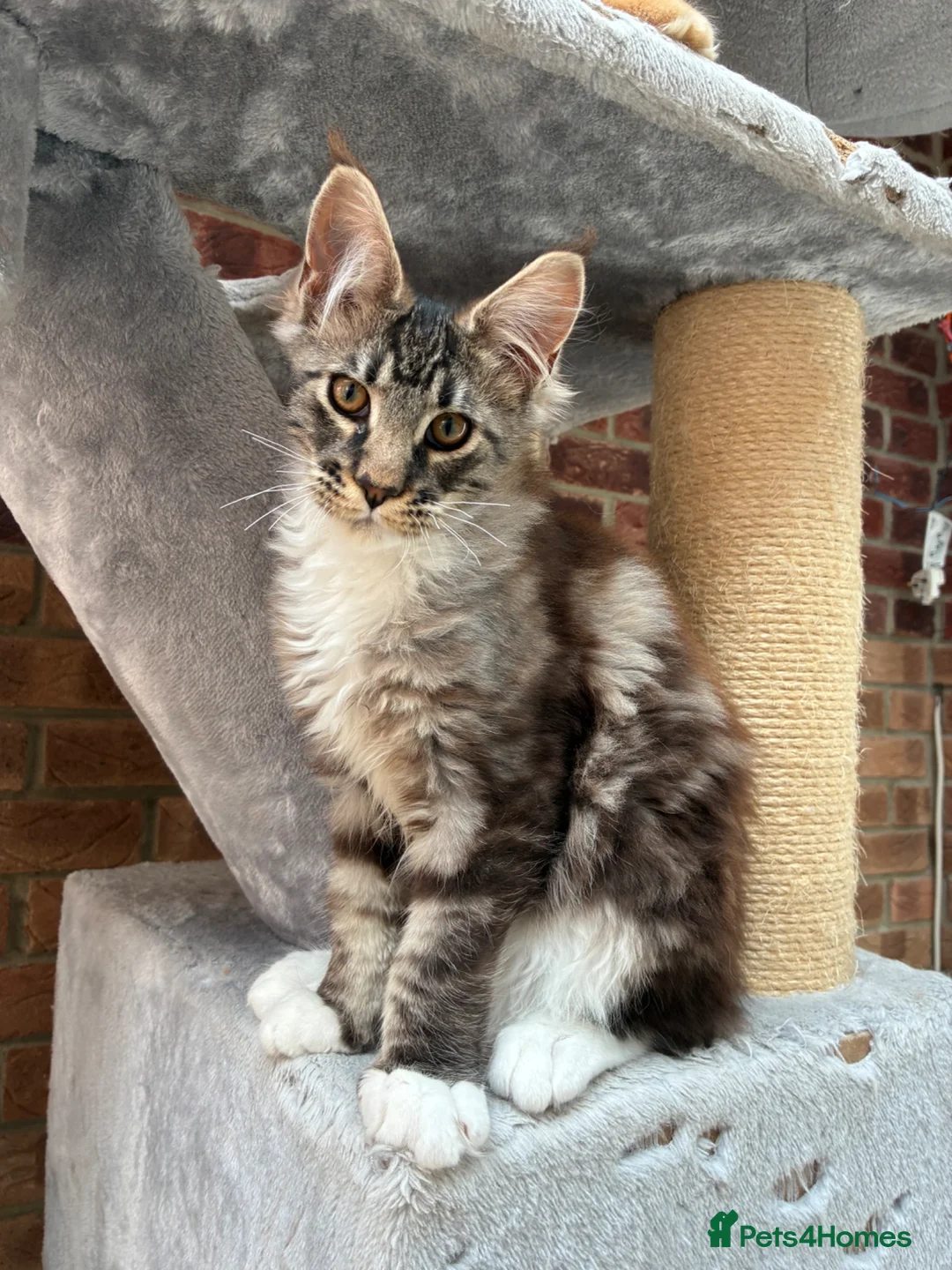 Maine Coon cats for sale: Only 1 boy left in King's Lynn - Advert 2