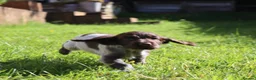 Cocker Spaniel dogs for sale: Kc registered working cockers  - Advert 30