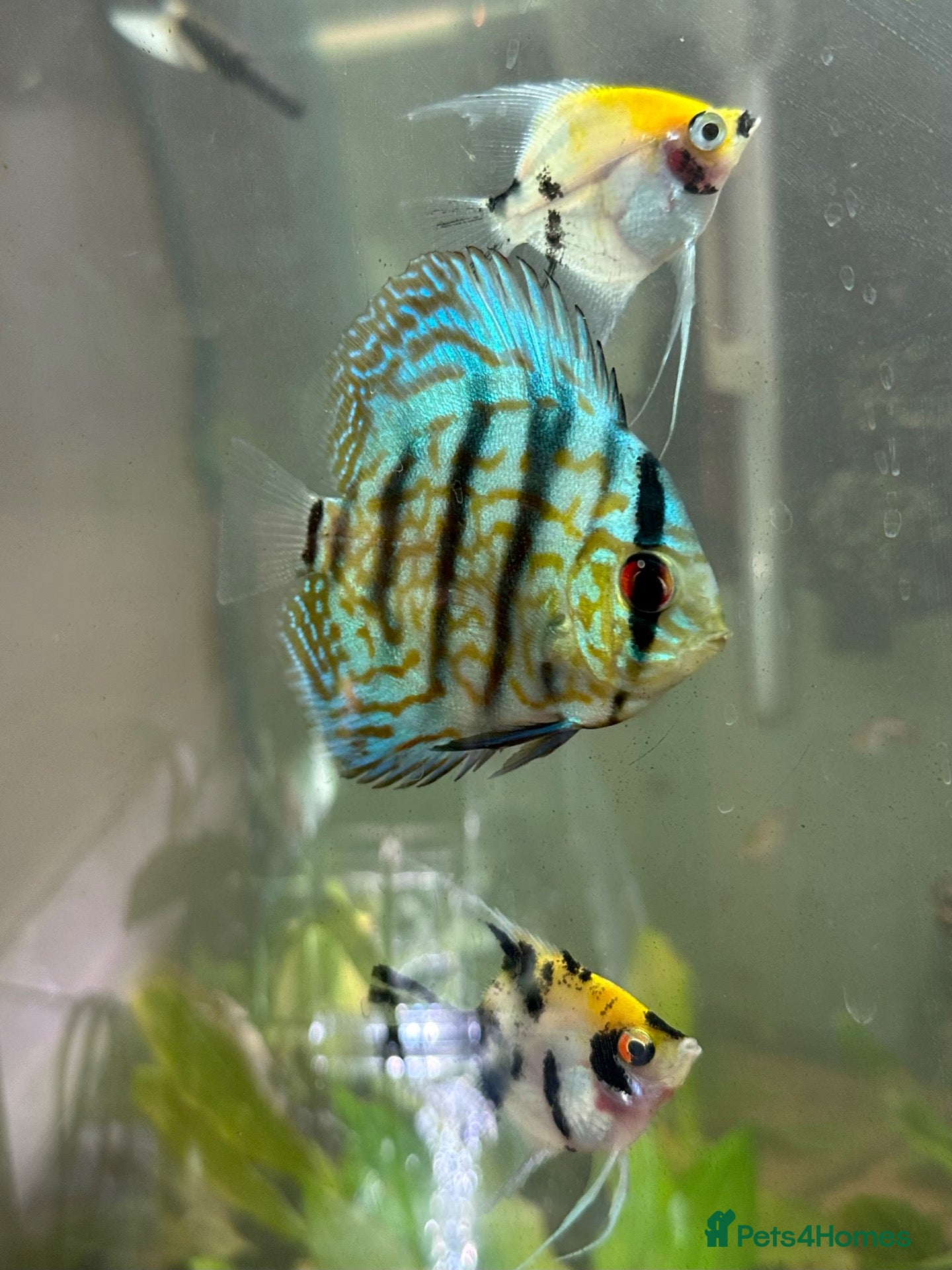 Discus fish Blue Discus - Advert 1