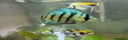 Discus fish for sale: Blue Discus - Advert 1
