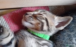 Bengal cats for sale: 6 Stunning Bengal Cross Kittens – Ready 31/10/2025 - Image 3