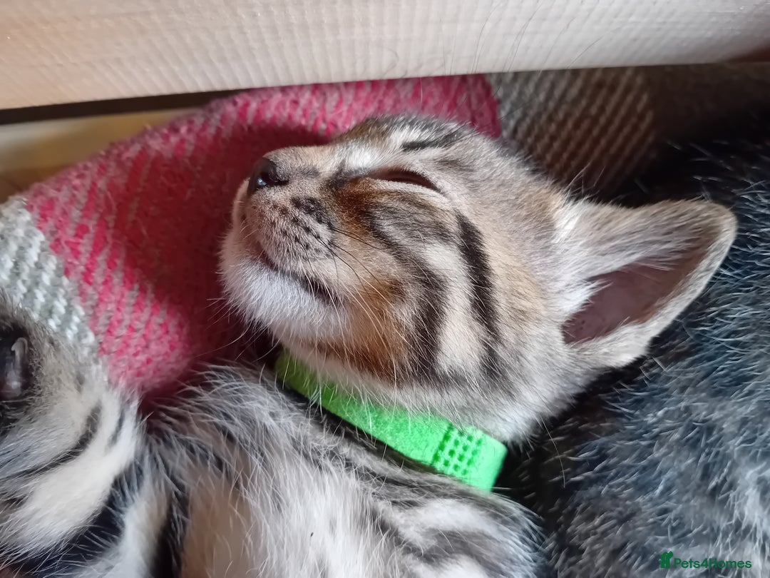 Bengal cats for sale: 6 Stunning Bengal Cross Kittens – Ready 31/10/2025 - Image 3