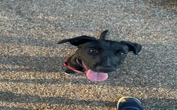 Mixed Breed dogs for sale: 8 month old female puppy - Image 4