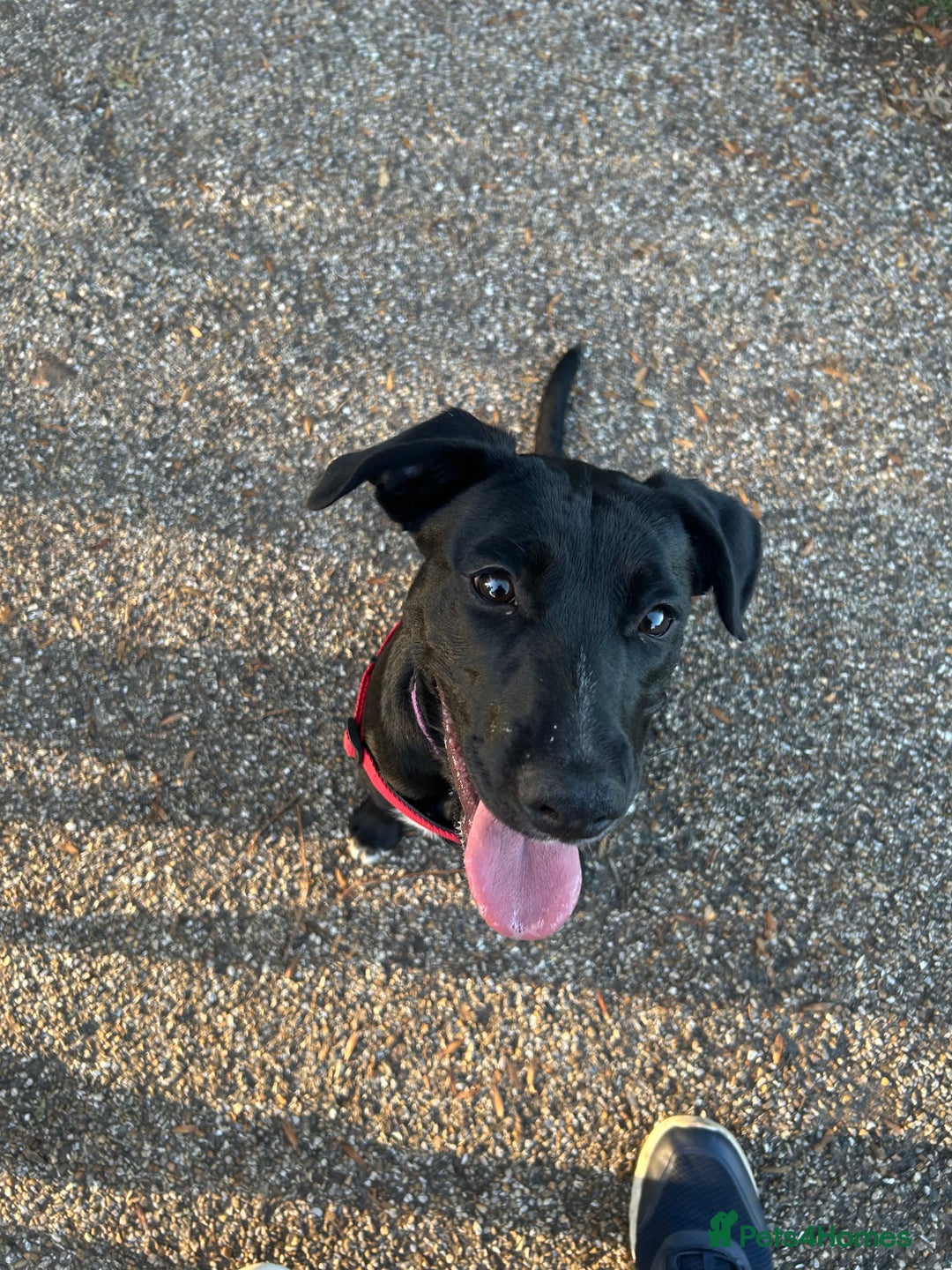 Mixed Breed dogs for sale: 8 month old female puppy - Image 4