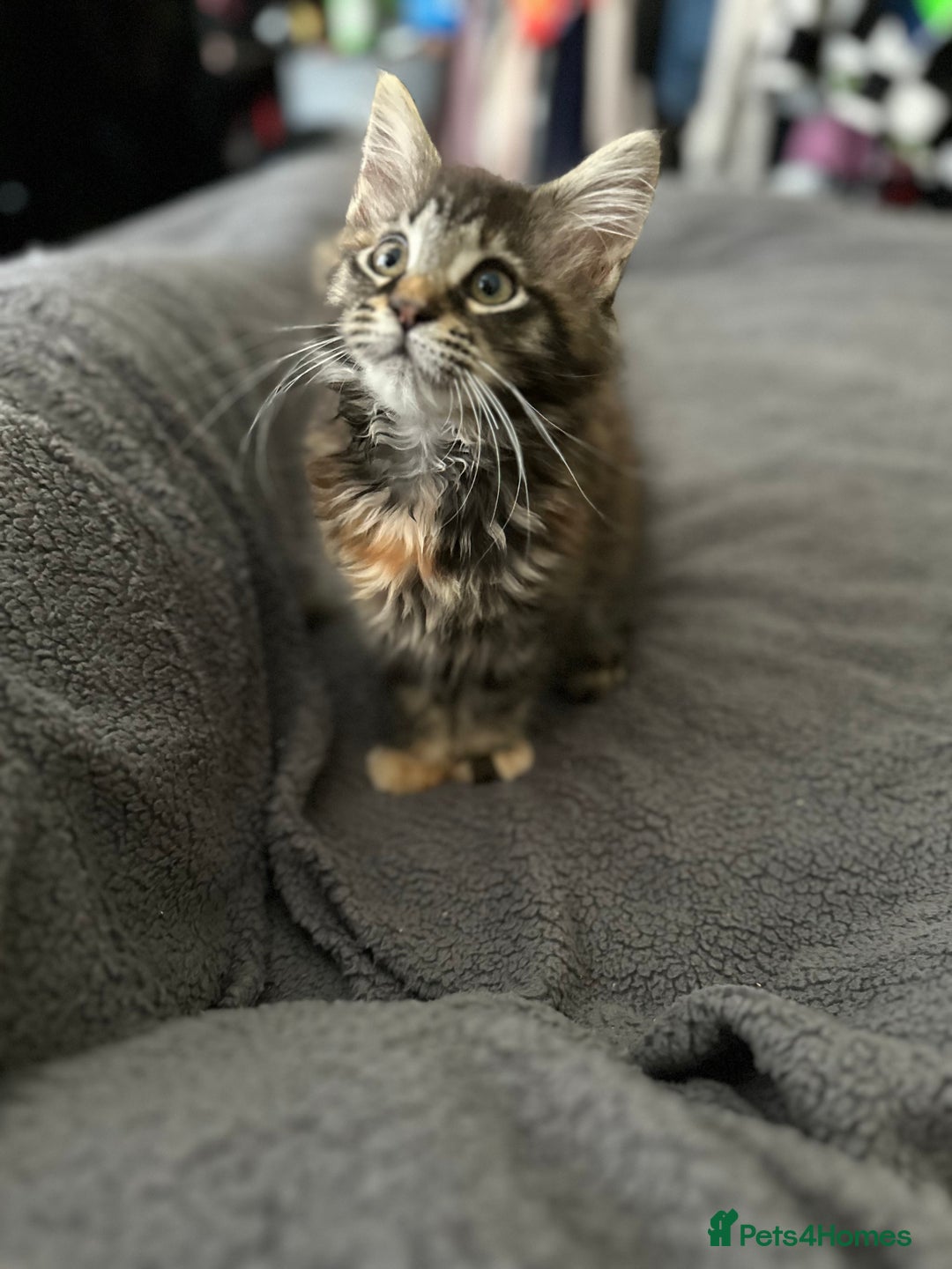 Maine Coon cats for sale: Mainecoon little lady ready for new home - Advert 9