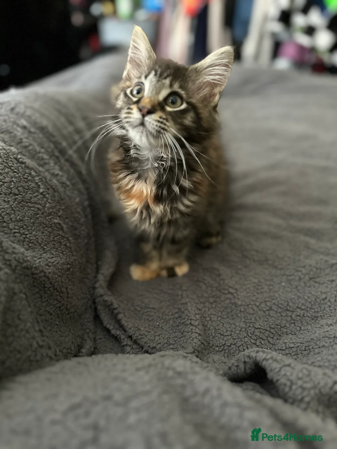 Maine Coon cats for sale: Mainecoon little lady ready for new home - Advert 9