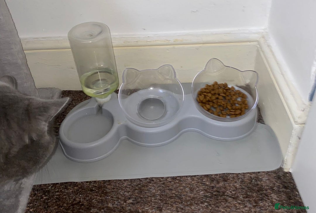 British Shorthair cats for sale: British short hair male - Image 6