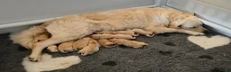 Golden Retriever dogs for sale: Adorable KC Registered Golden Retriever Pups - Advert 6