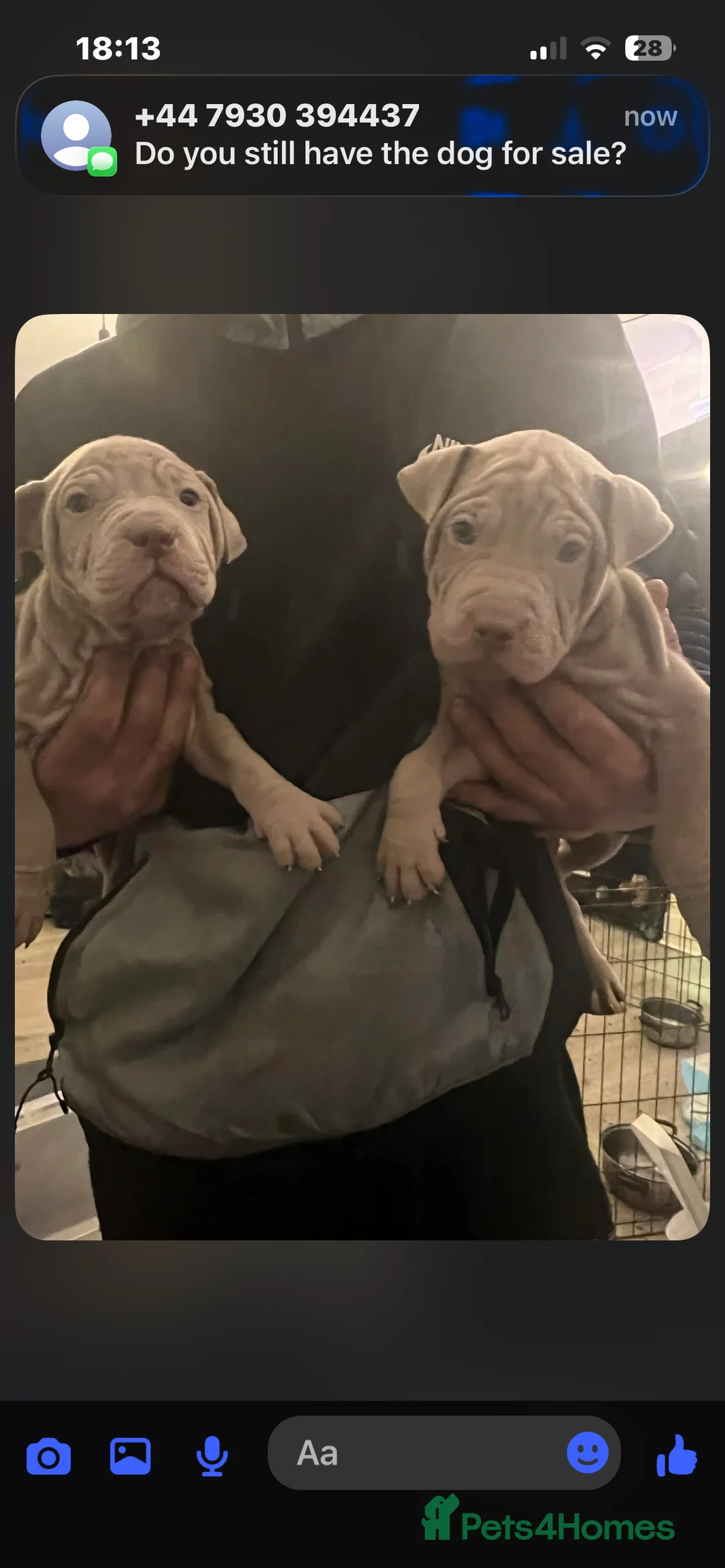 Mixed Breed dogs for sale: Shar pei x pocket bully - Advert 24