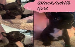 Mixed Breed dogs for sale: Frenchie x Boston Terrier Puppies🩶💙 - Image 2