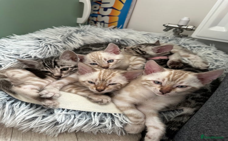 Bengal cats - Advert 12