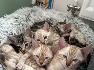 Bengal cats - Advert 2