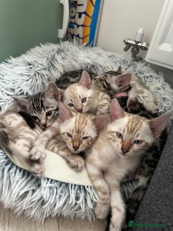 Bengal cats - Advert 5