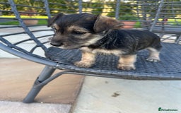 Mixed Breed dogs for sale: SNACKS - JACK RUSSELL x MINIATURE SCHNAUZER - Image 1