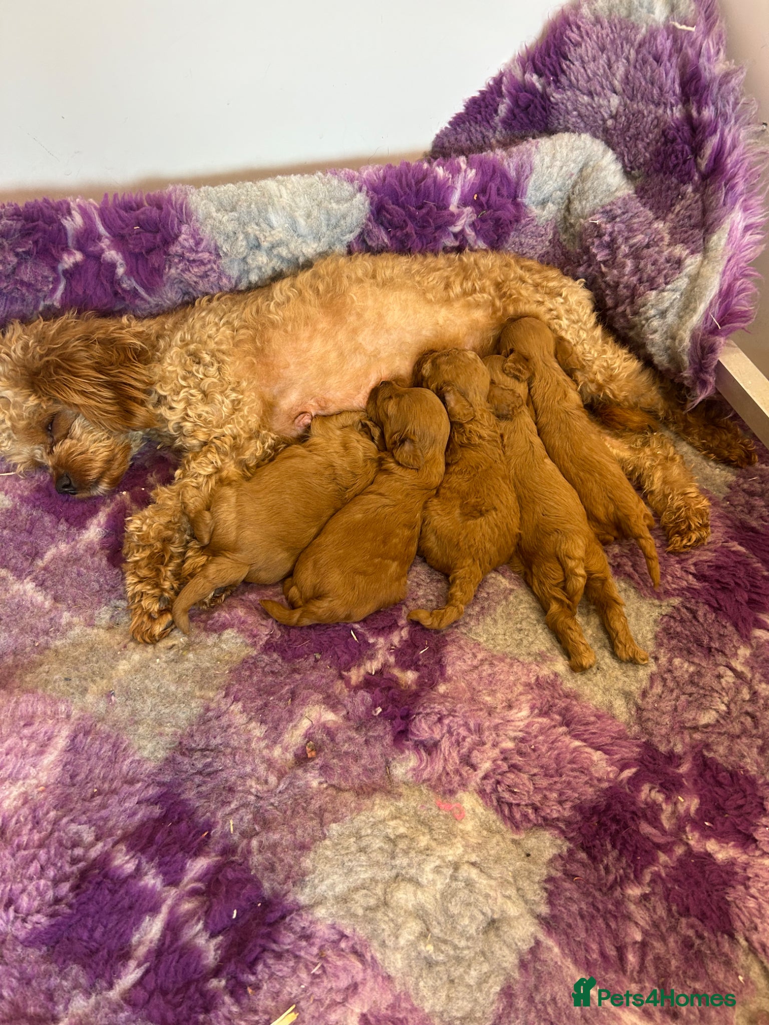 Cavapoo dogs Health tested F1b Cavapoos  - Advert 1