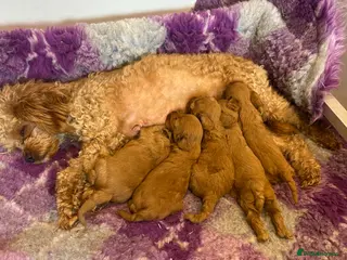 Cavapoo dogs Health tested F1b Cavapoos - Advert 1