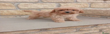 Cavapoo 3