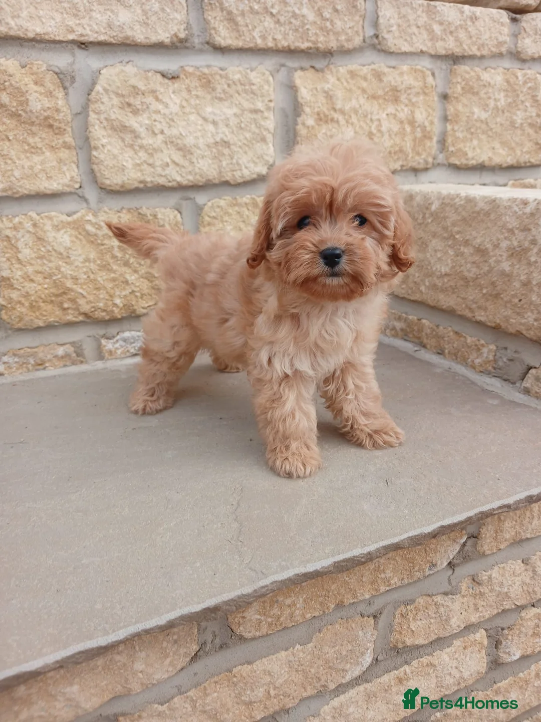Cavapoo dogs for sale: 3 female cavapoo puppies available - Advert 12