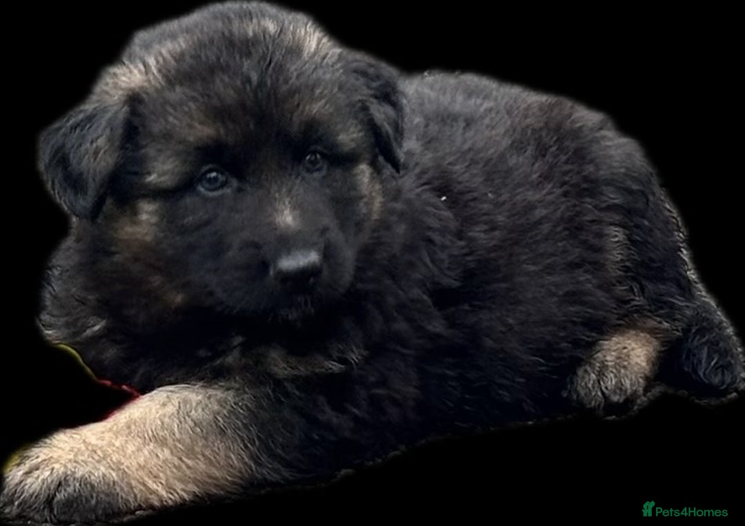 German Shepherd dogs for sale: Beautiful German Shepherd Puppies  - Image 18